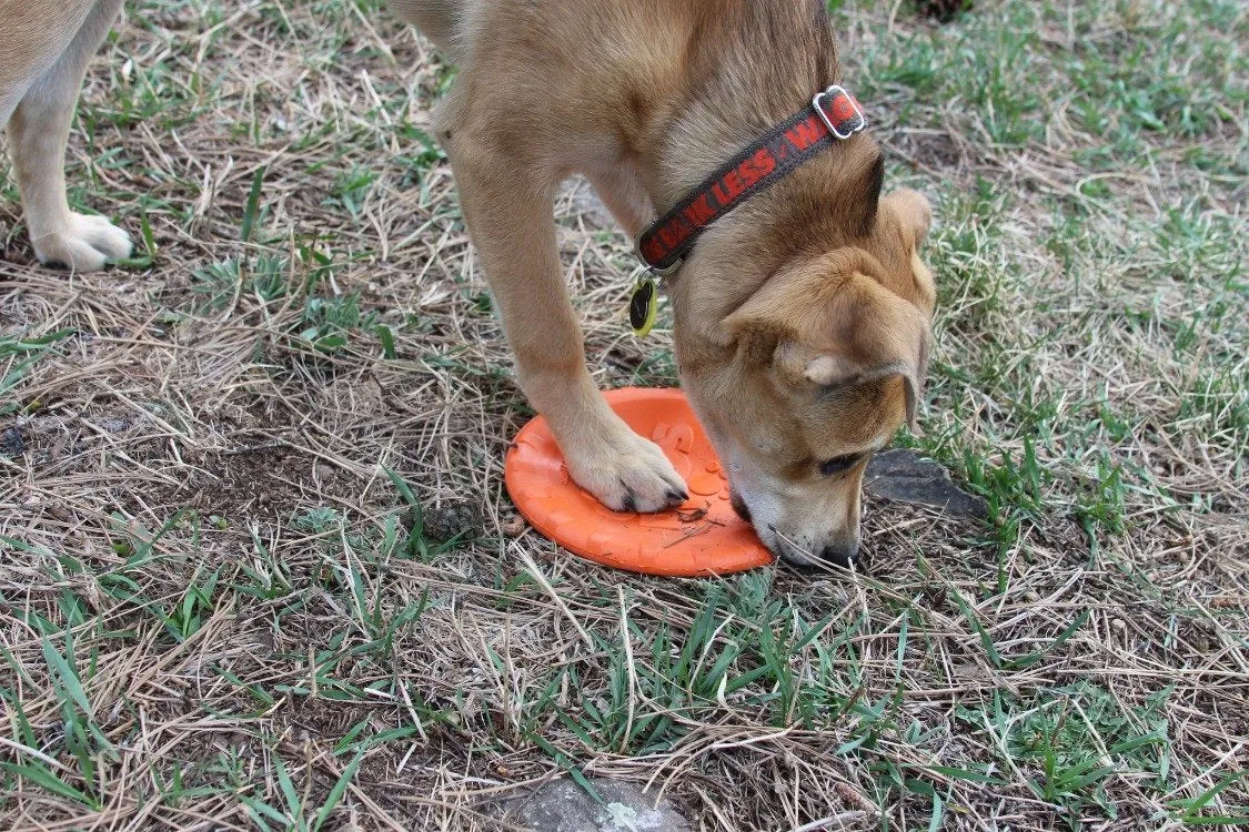 Bottle Top Flyer Durable Rubber Retrieving Frisbee - Orange From SodaPup
