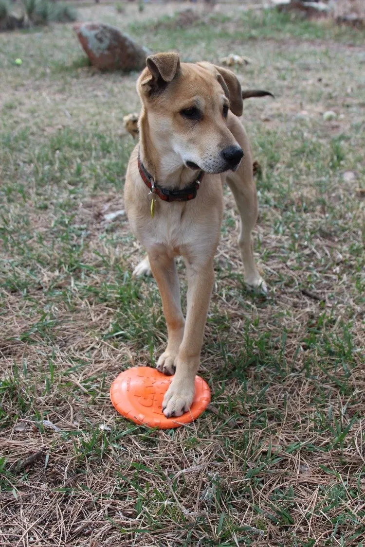 Bottle Top Flyer Durable Rubber Retrieving Frisbee - Orange From SodaPup