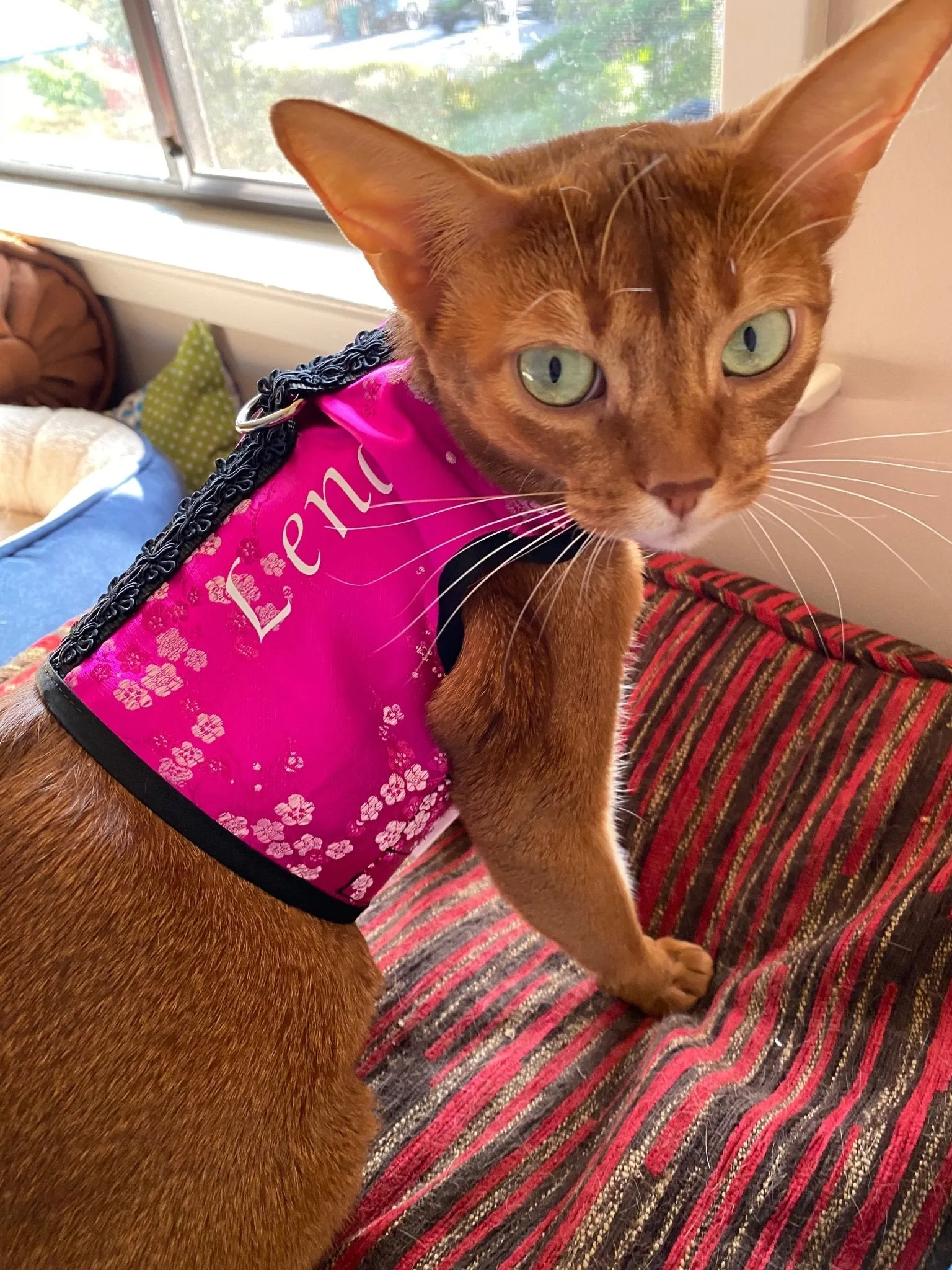 Custom Boutique Kitty Holster Cat Harness (Made in USA)