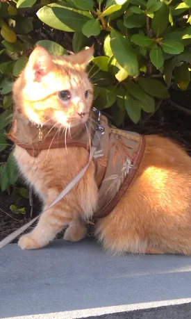 Custom Boutique Kitty Holster Cat Harness (Made in USA)