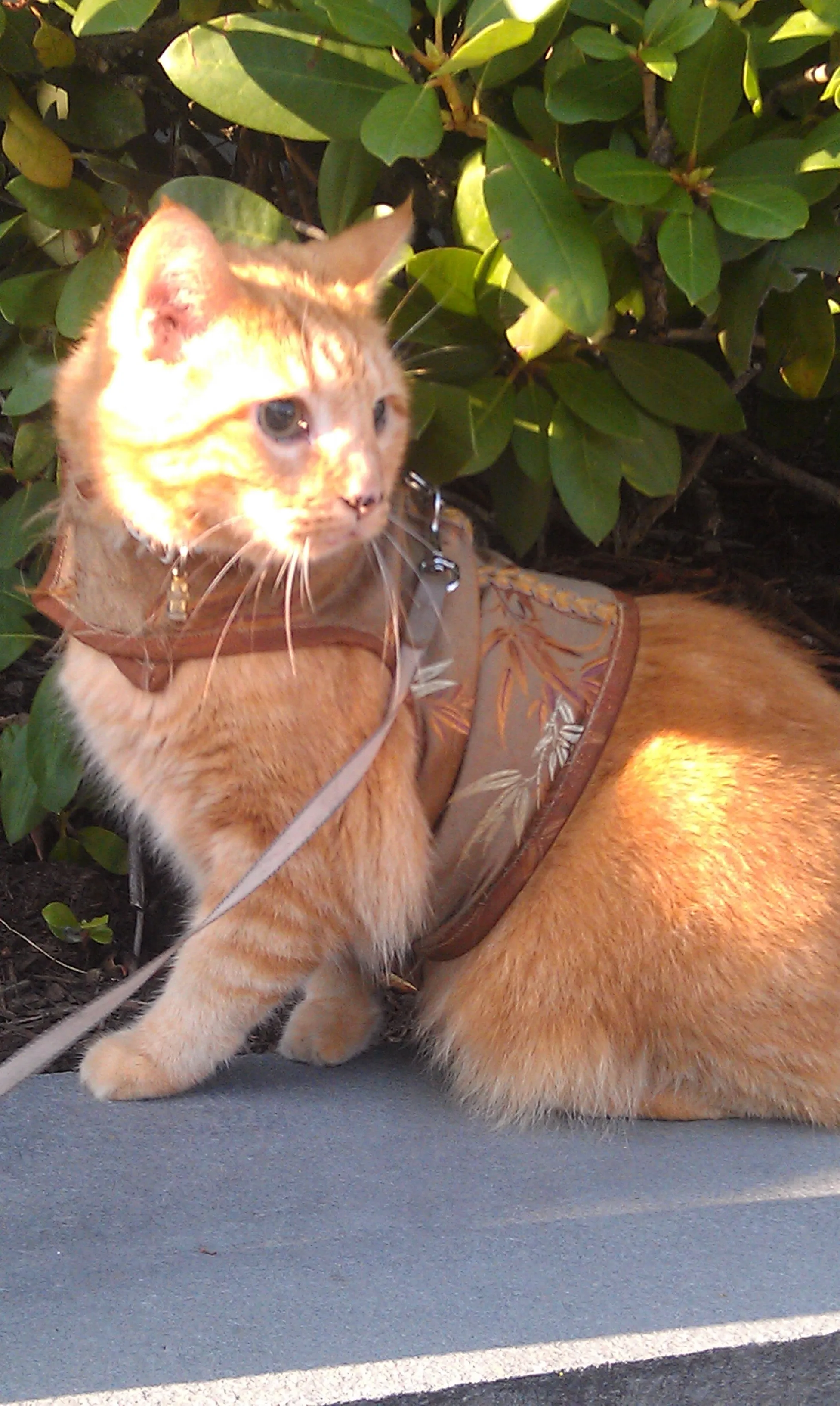 Custom Boutique Kitty Holster Cat Harness (Made in USA)
