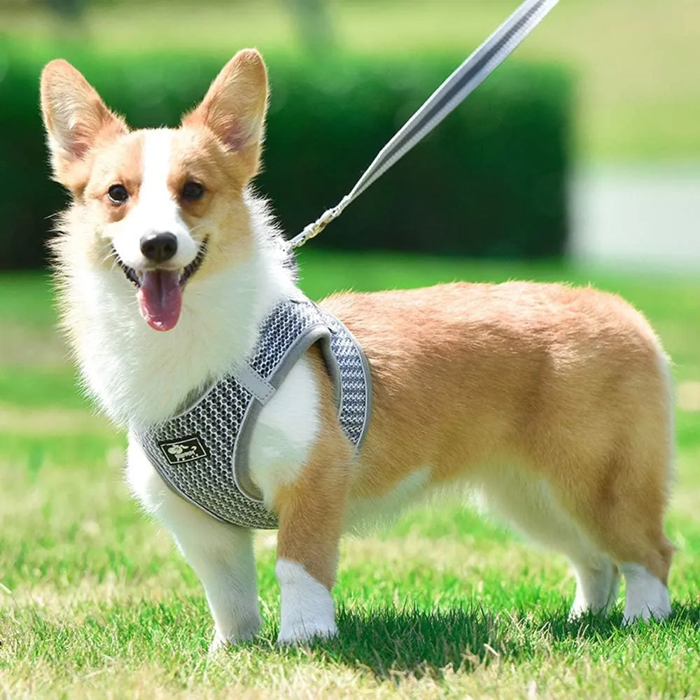 Dog and Cat Universal Harness with Leash - Cat Harness Escape Proof - Adjustable Reflective Step in Dog Harness for Small Dogs Medium Dogs - Soft Mesh Comfort Fit No Pull No Choke, Grey, L