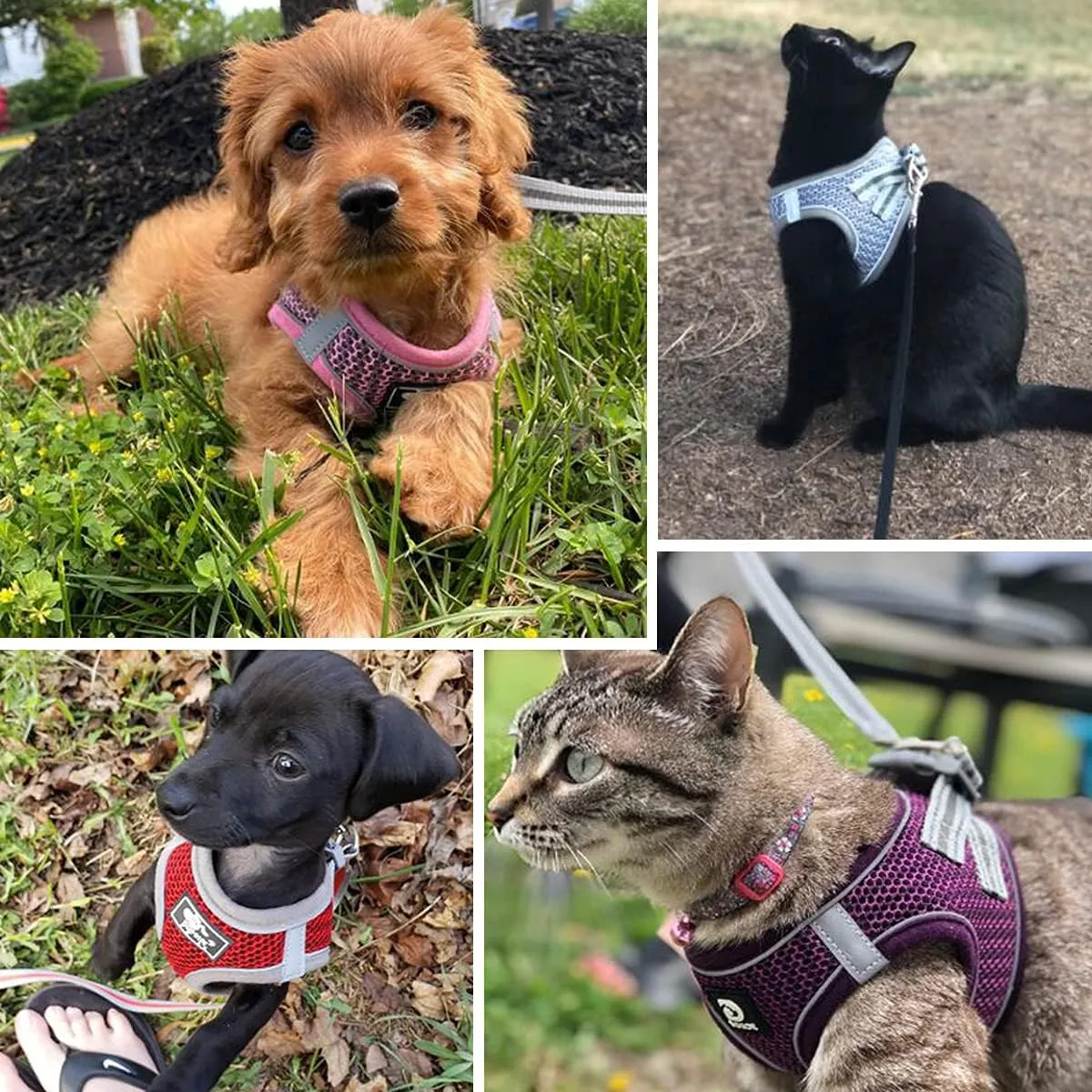 Dog and Cat Universal Harness with Leash - Cat Harness Escape Proof - Adjustable Reflective Step in Dog Harness for Small Dogs Medium Dogs - Soft Mesh Comfort Fit No Pull No Choke, Grey, L
