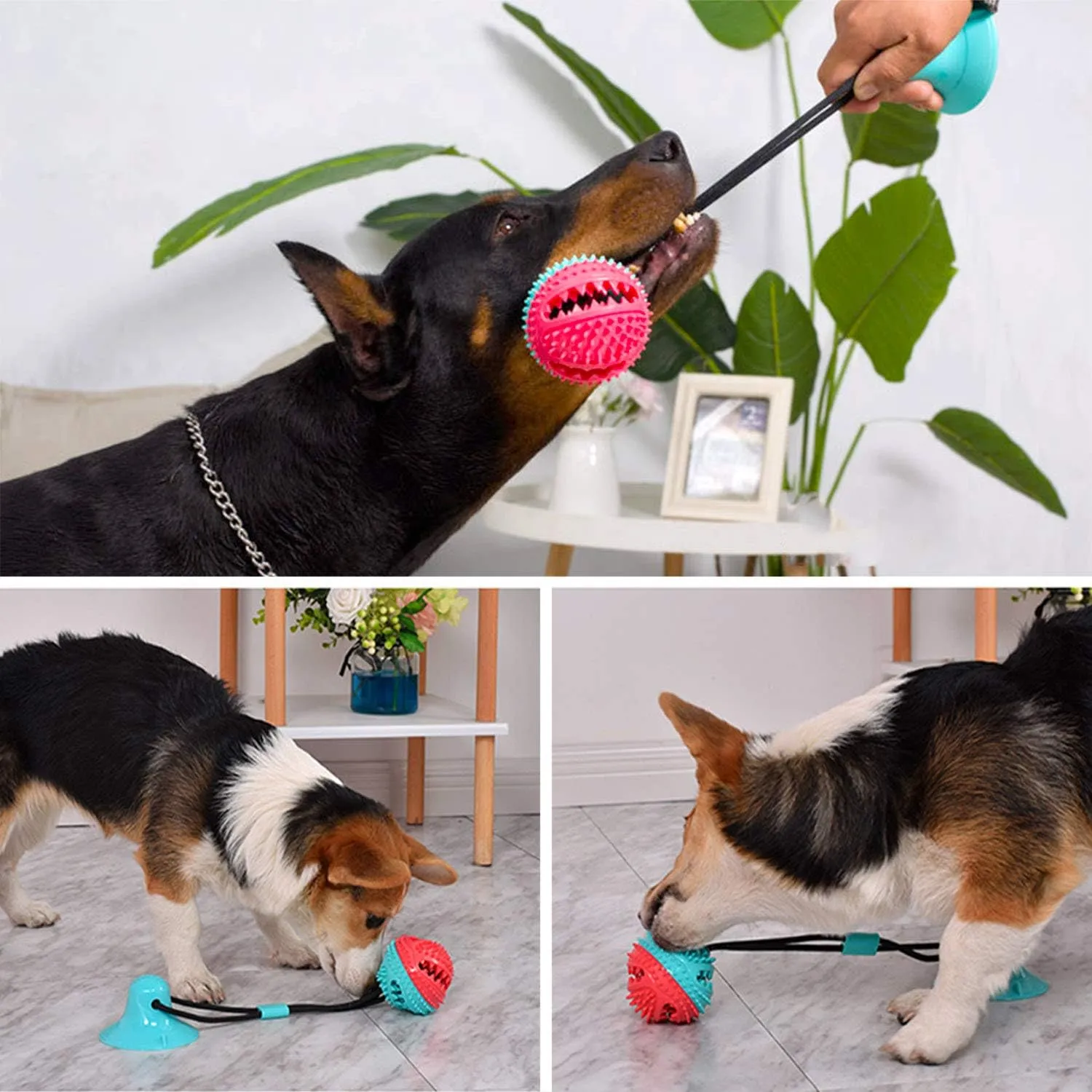 Guardians Dog Chew Toy with Suction Cup for Aggressive Chewers, Puppy Training Treats, Food Dispensing Ball, Pet Teeth Cleaning Rope Toys for Small Medium Dogs (Blue&Red)