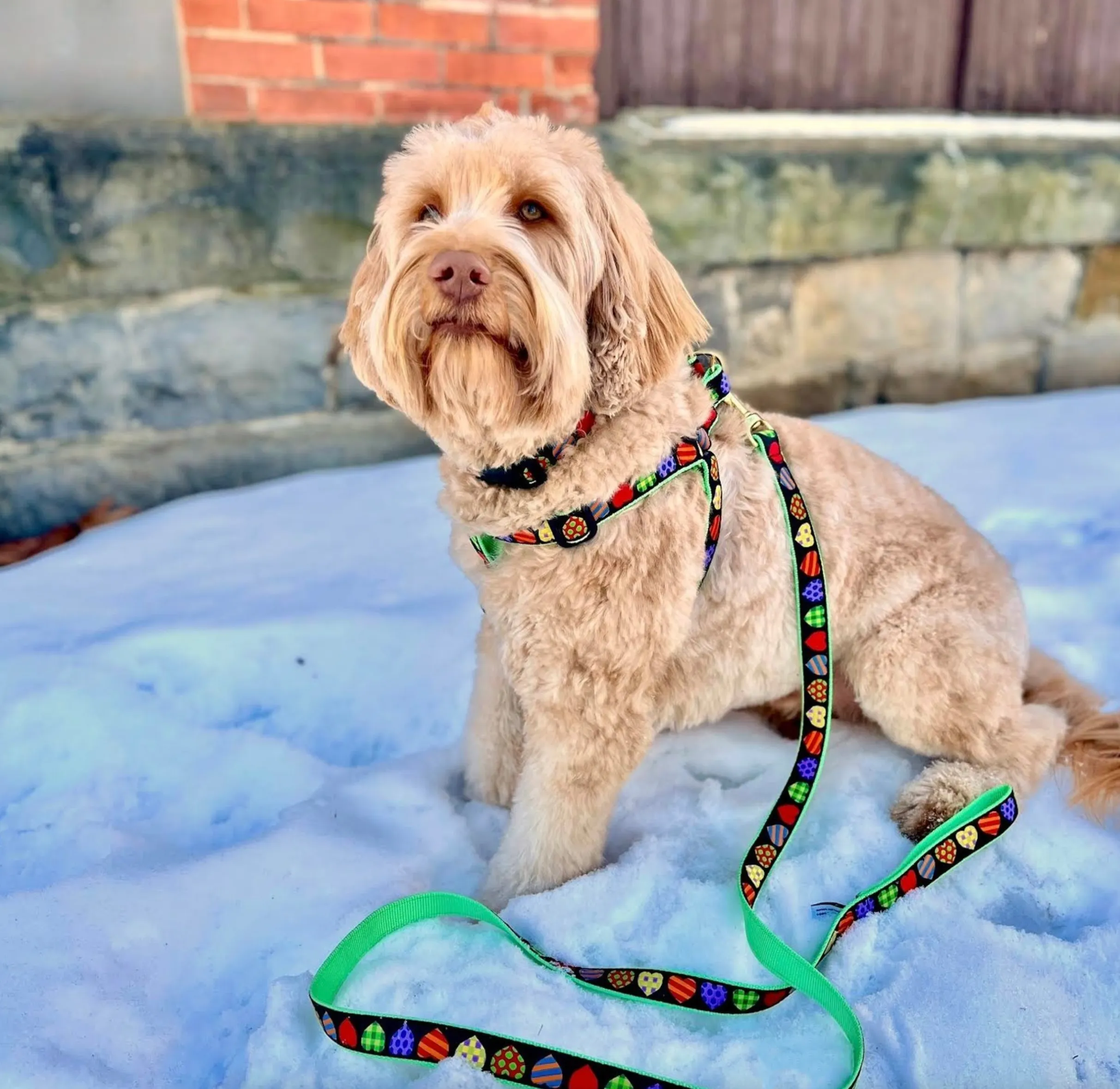 Harness | Colorful Hearts