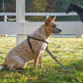Harness | Horseshoe Shamrock