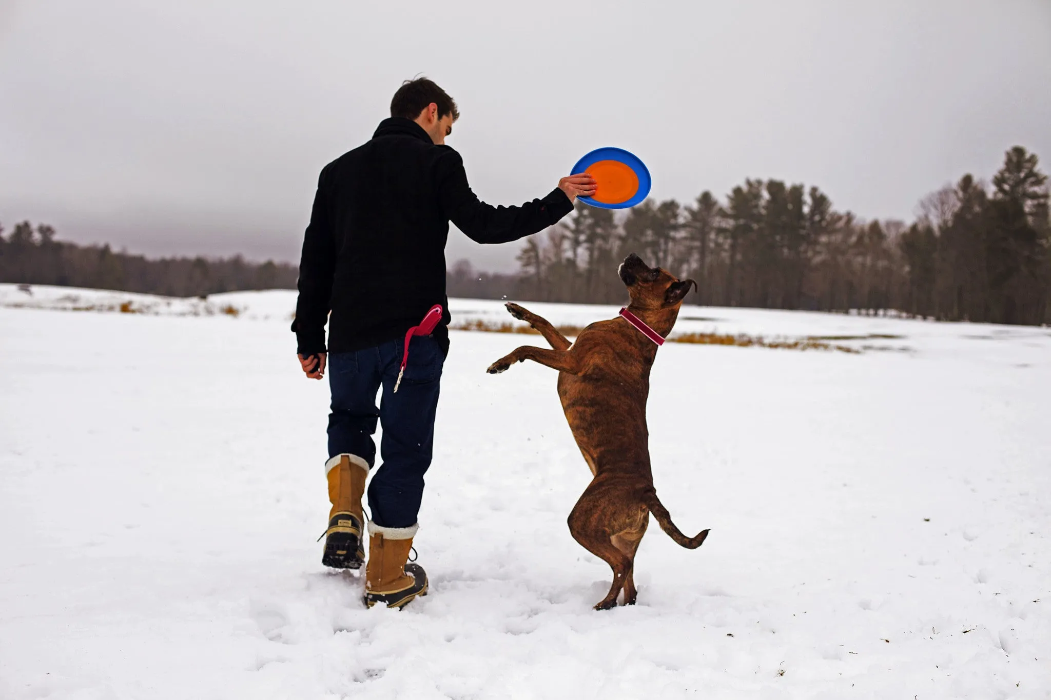 Orbee-Tuff® Zoom Flyer Dog Toy (Orange/Blue)