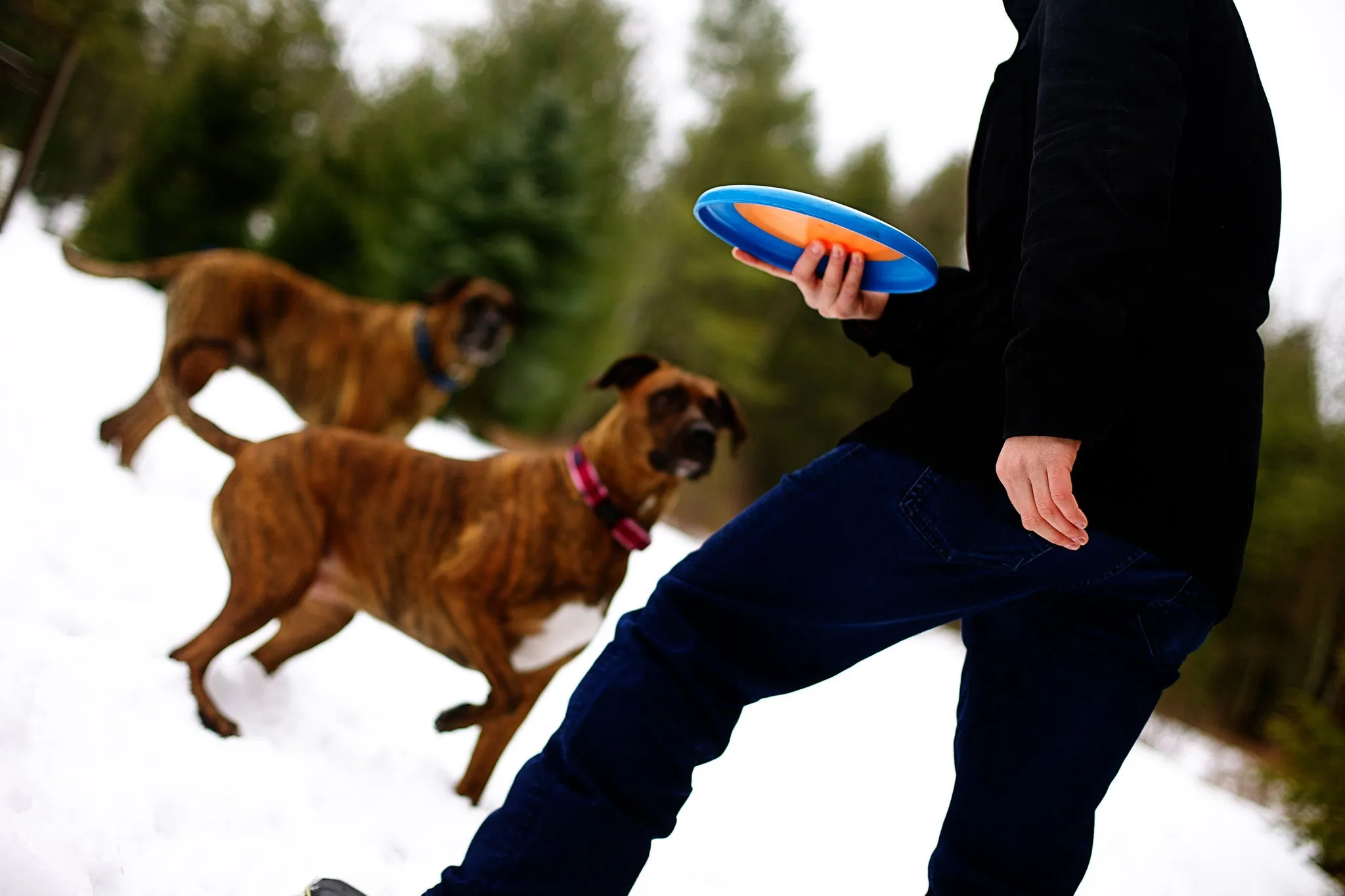 Orbee-Tuff® Zoom Flyer Dog Toy (Orange/Blue)