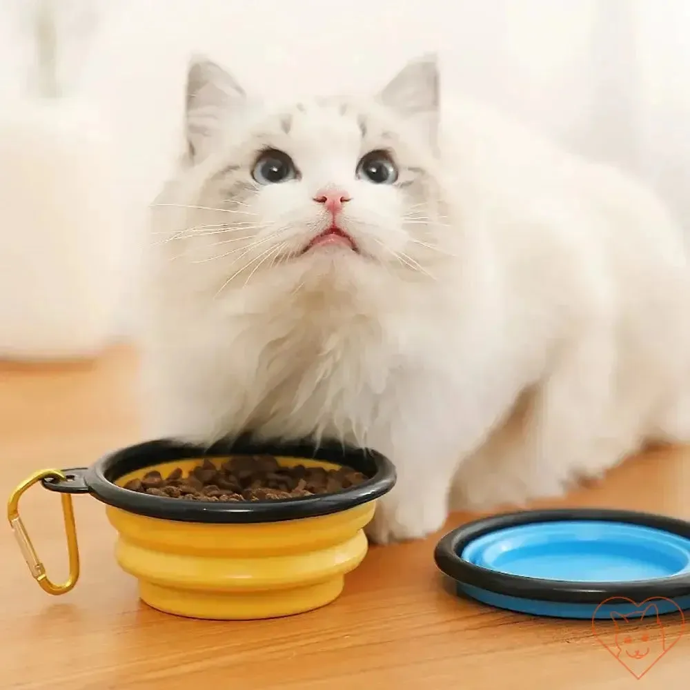 Portable Folding Silicone Pet Bowl with Carabiner