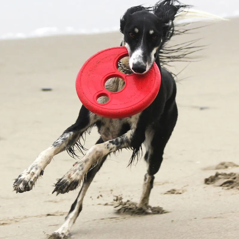 RFO Dog Frisbee