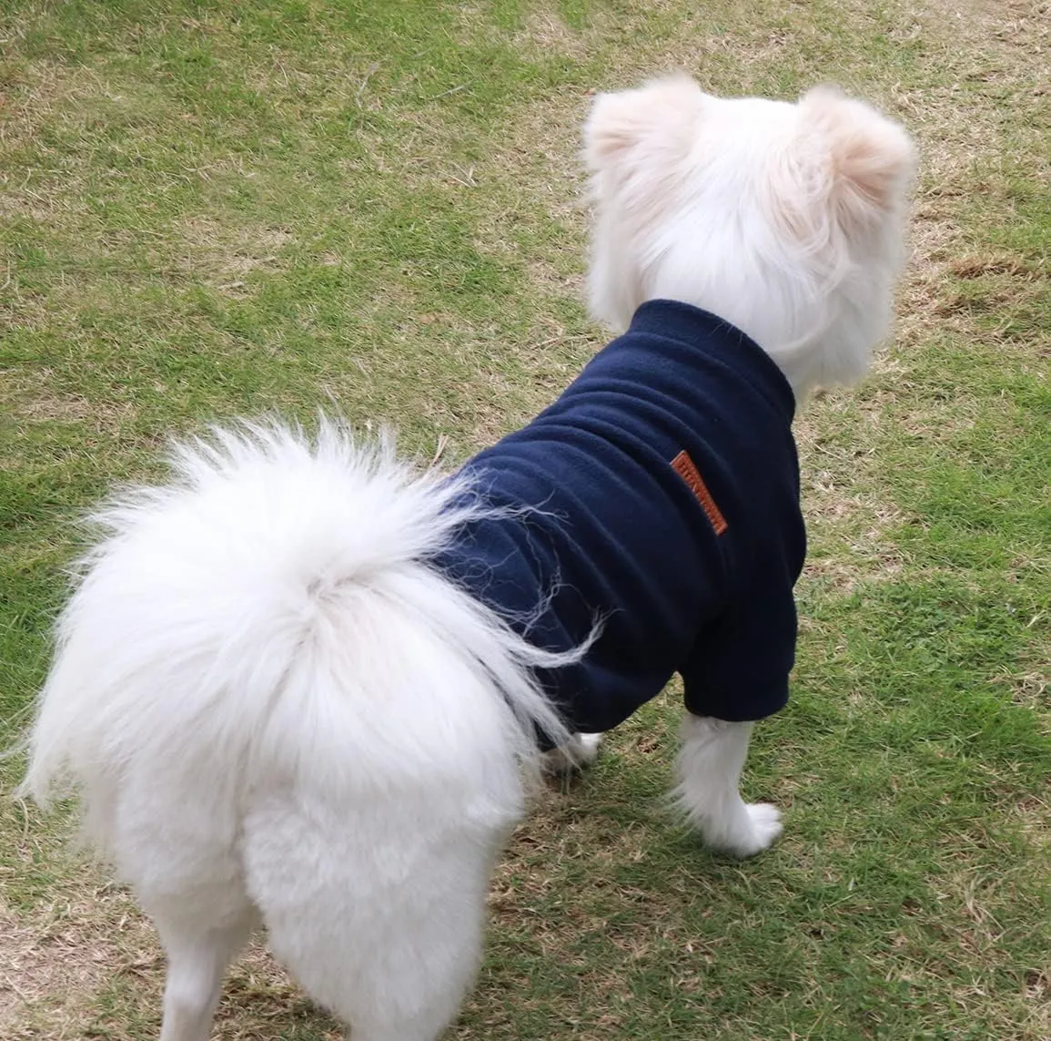 Small Dog Sweater Small Dog Sweatshirt Pet Hoodie, Warm and Lightweight, with a Soft Texture, Easy to Wear and Bright Colors (Black, X-Small)