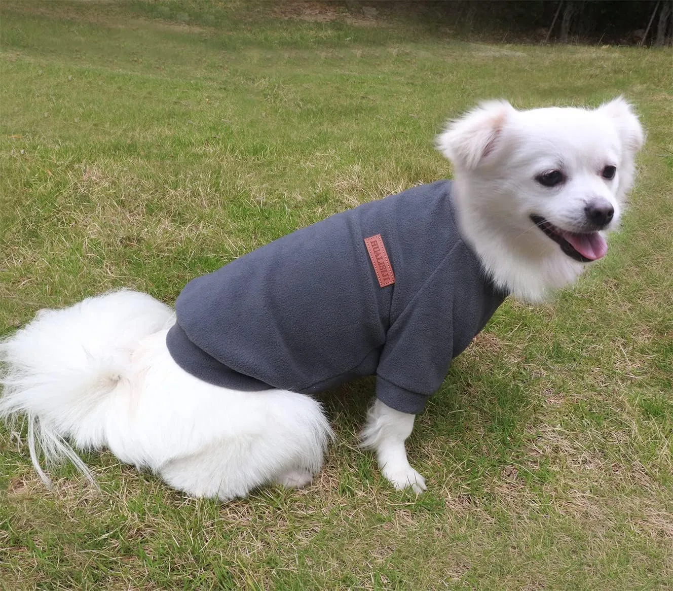 Small Dog Sweater Sweatshirt Pet Hoodie, Warm and Lightweight, With Soft Texture, Easy to Wear, Bright Colors (Gray, X-Small)